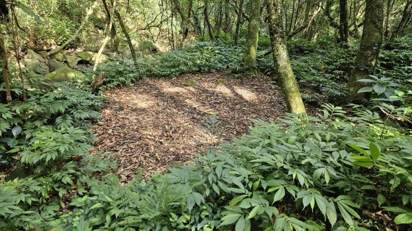 20250808內柑宅古道-紅葉谷瀑布2857232