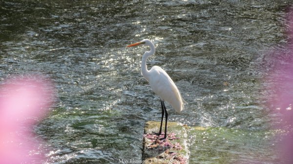 《台中》粉紅浪漫｜潮洋環保公園河岸步道202602-033022463