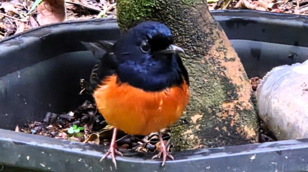 北部出發來去中部悠哉走個鐵砧山2993394