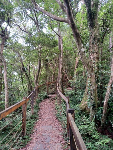 【桃園復興】台灣百大必訪步道。 東眼山森林遊樂區-東眼山自導式步道2835930