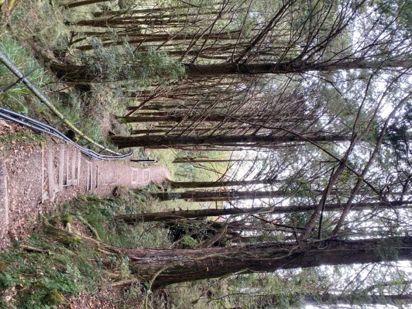 1131215大塔山步道2669072