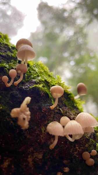 山野中的小精靈🧚‍♂️2289747