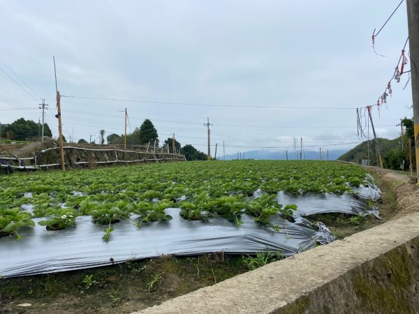 037苗栗泰安-馬那邦山2604693