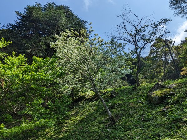 2023-04-03 東眼山自導式步道2792656