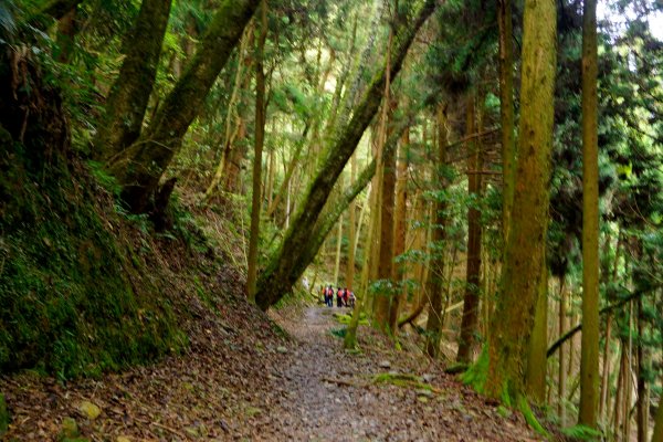 檜山巨木森林步道481560
