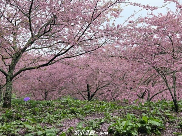 【台中和平】2026福壽山農場千櫻園賞櫻季3010675