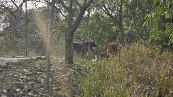 台中大縱走大肚山南段縱走六大步道2459139