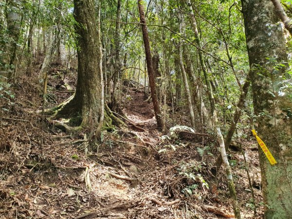 埔里關刀山步道（埔里六秀）1378393