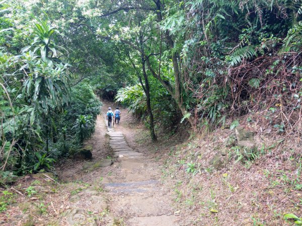 南勢角山(小百岳#16)下外挖子山步道987936