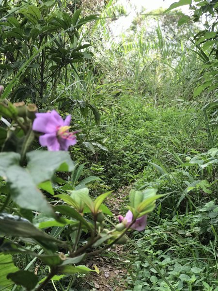 109年6月21日烏山紫竹寺-刣牛湖山1007486