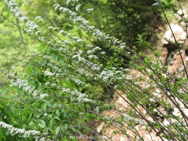 《南投》峽谷瀑布｜東埔八通關古道-雲龍瀑布201704162887732