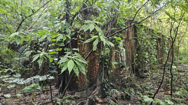 20251210萬里加投山-芎蕉坪古道-北八斗山東南峰-北八斗山-夏綠蒂山-神主嶺-陳明故居2958716