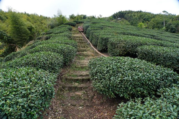 南投 鹿谷 大崙頭山、貓冬望山、樟空倫山、志騰山、竹崙山2993345