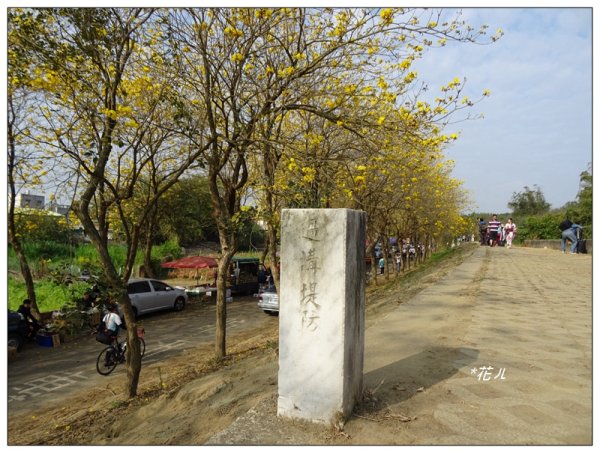 嘉義/朴子溪風鈴木874423