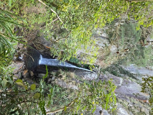 蝶夢八唐（裡冷登山口往返）八仙山出雲海下山順賞富士櫻2722699