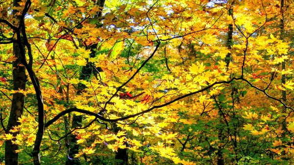 秋田縣白神山地十二湖2929779