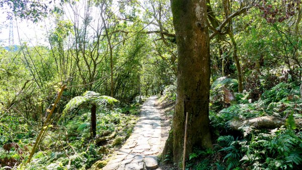 《踏莎行・貓空魯冰花》2710652