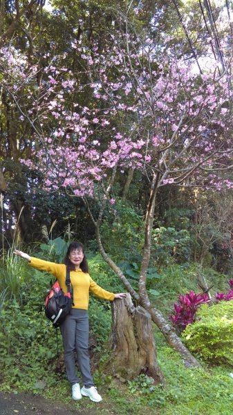 絢麗燦爛的滬尾櫻花大道、景致優美的天元宮874756