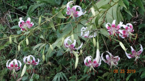 補考 - 艷紅鹿子百合656643