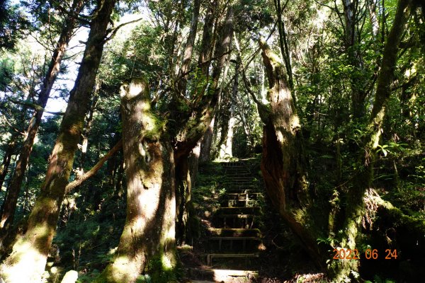 宜蘭 大同 太平山森林遊樂區 鐵杉林自然步道1743708
