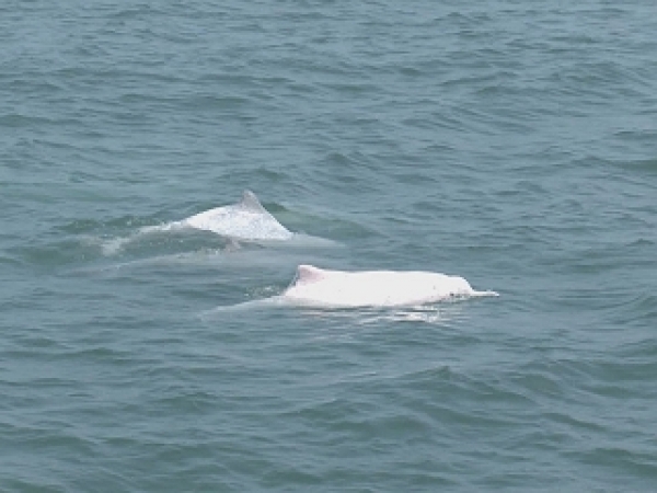 【保育】白海豚練習曲