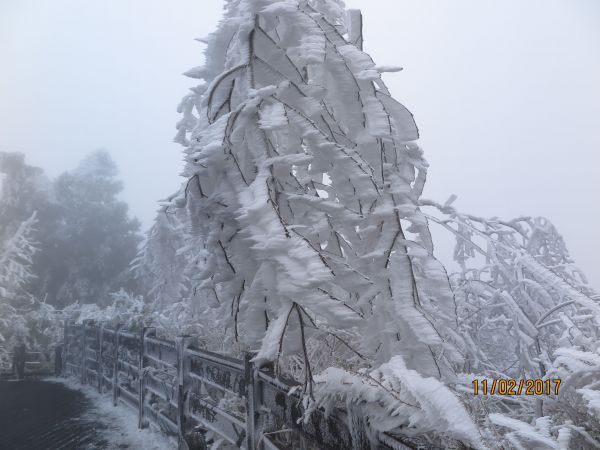 太平山霧淞100701