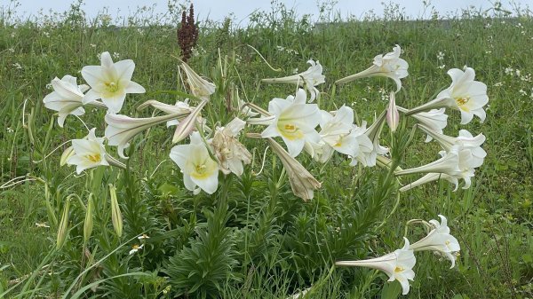 基隆的十八傘人家族2782861