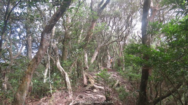 《新竹》斷崖神木｜北得拉曼步道小P繞202510172917613