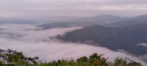 凌晨陽明山槓龜轉往翡翠水庫賞日出雲海，下午再度陽明山趴趴走3/28 #鐘萼木2465819