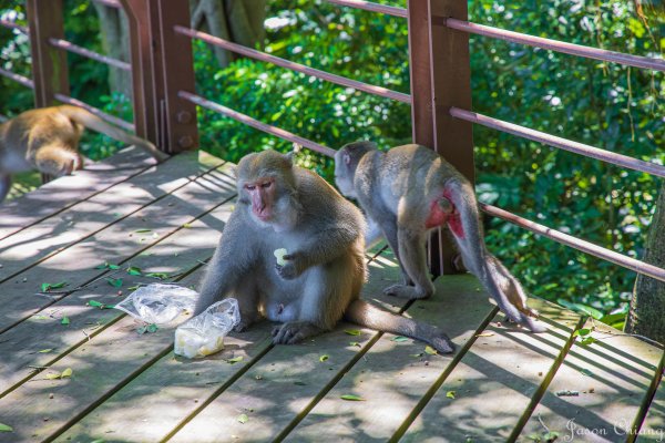 [高雄]壽山遊猴群動物園2580355