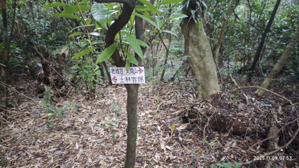 20251109 士林站到大湖站(福山宮_腰繞_燕溪古道_翠山步道_龍船岩_大溝溪)2932322