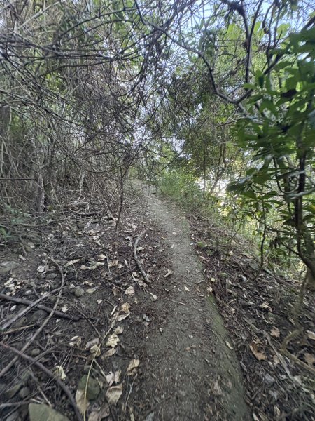 20251123三腳南山登山步道2944441