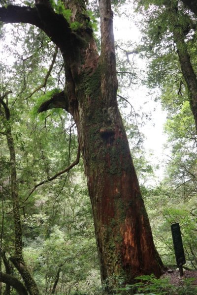 〔桃園復興〕拉拉山巨木，史詩級魔幻森林，75公頃紅檜 扁柏森林浴2237130