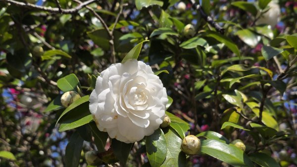 2025楓樹湖木蓮花即將大爆發，近似球形的花朵枝頭綻放，滿山滿谷粉紅泡泡，相當浪漫2711972