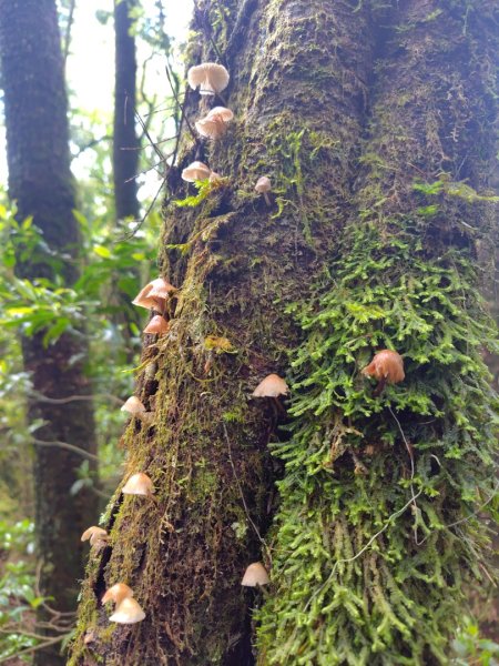 稍來小雪山國家步道、船型山、鞍馬山、鞍馬山東北峰、天池、雪山神木2799723