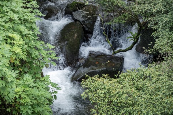 草山避暑3081686