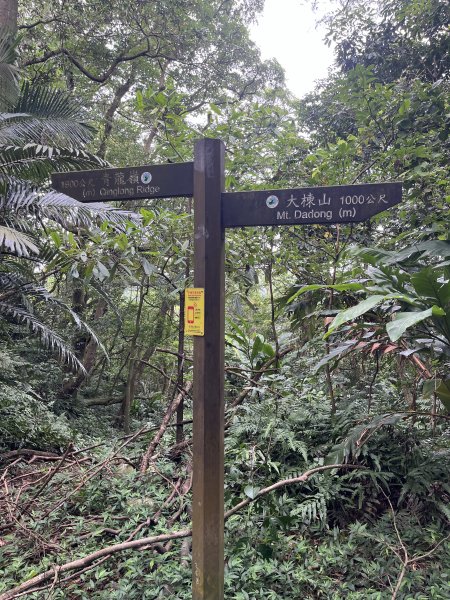 [微笑山線_第一段] 2025_0720 大棟山系_鎮遠山2843565