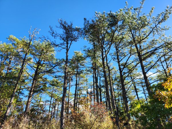 【中級山縱走】羅馬縱走，走進神木的夢幻童話森林世界2943189