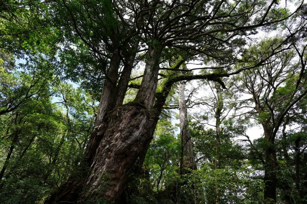 新北 烏來 塔曼山、玫瑰西魔山2293688