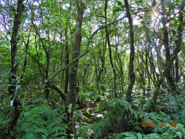 宜蘭 頭城 窖寮山(未竟)1278640