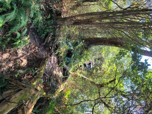 《貴妃那鳥包》O型縱走(貴妃山、那結山、外鳥嘴山、蓮包山)1854044