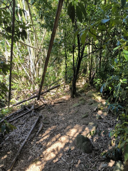 20250906泰山辭修公園、尖棟山、69步道、瓊仔胡2879490