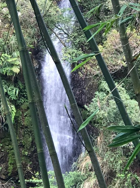 百大必訪步道 蕨類天堂 森林癒1823926