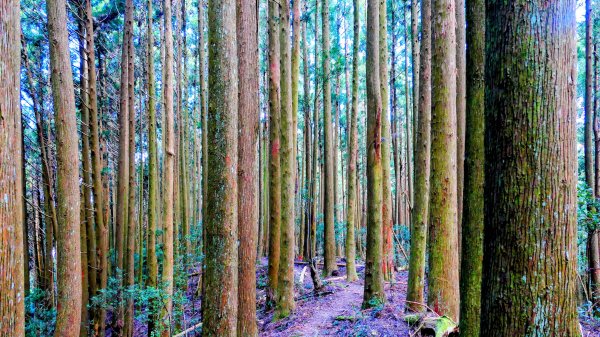 油羅山(一上三下)2959171