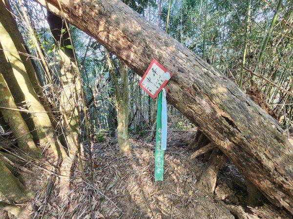 20260223柯子湖山菜堂山尖山沙湖壢山與寶山水庫基石3012616