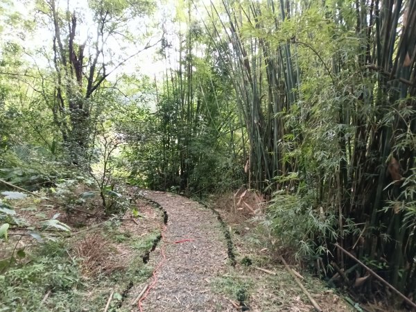 雙溪區冬陽下閃閃菅芒花2949416