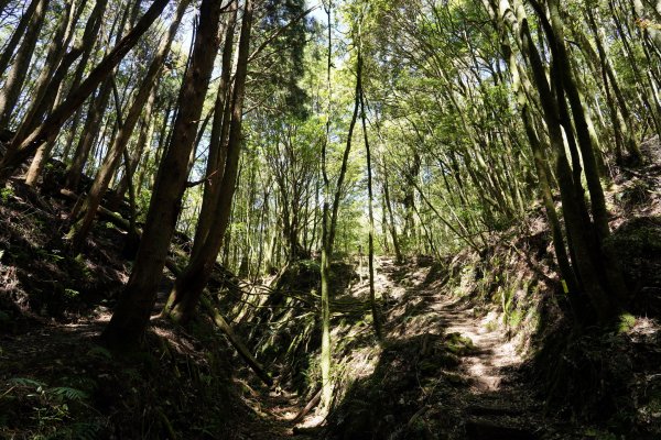 台中 和平 馬崙山2796969