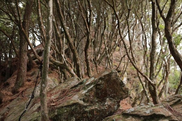 鳶嘴西稜：長壽山連走崠醜山257178