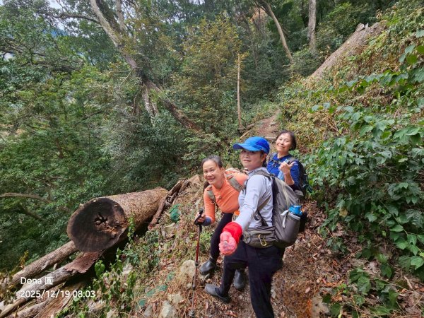 20251219八仙山+佳保台山(谷關三雌)2974421