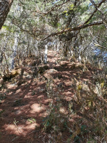 南三段縱走-百里長征在雲端-丹大東郡橫斷908872